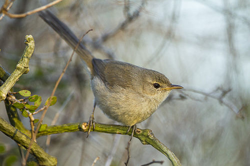 Subdesert brush warbler